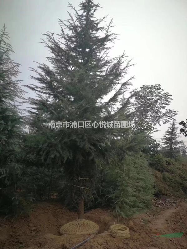 真實(shí)3米4米5米雪松價(jià)格一覽