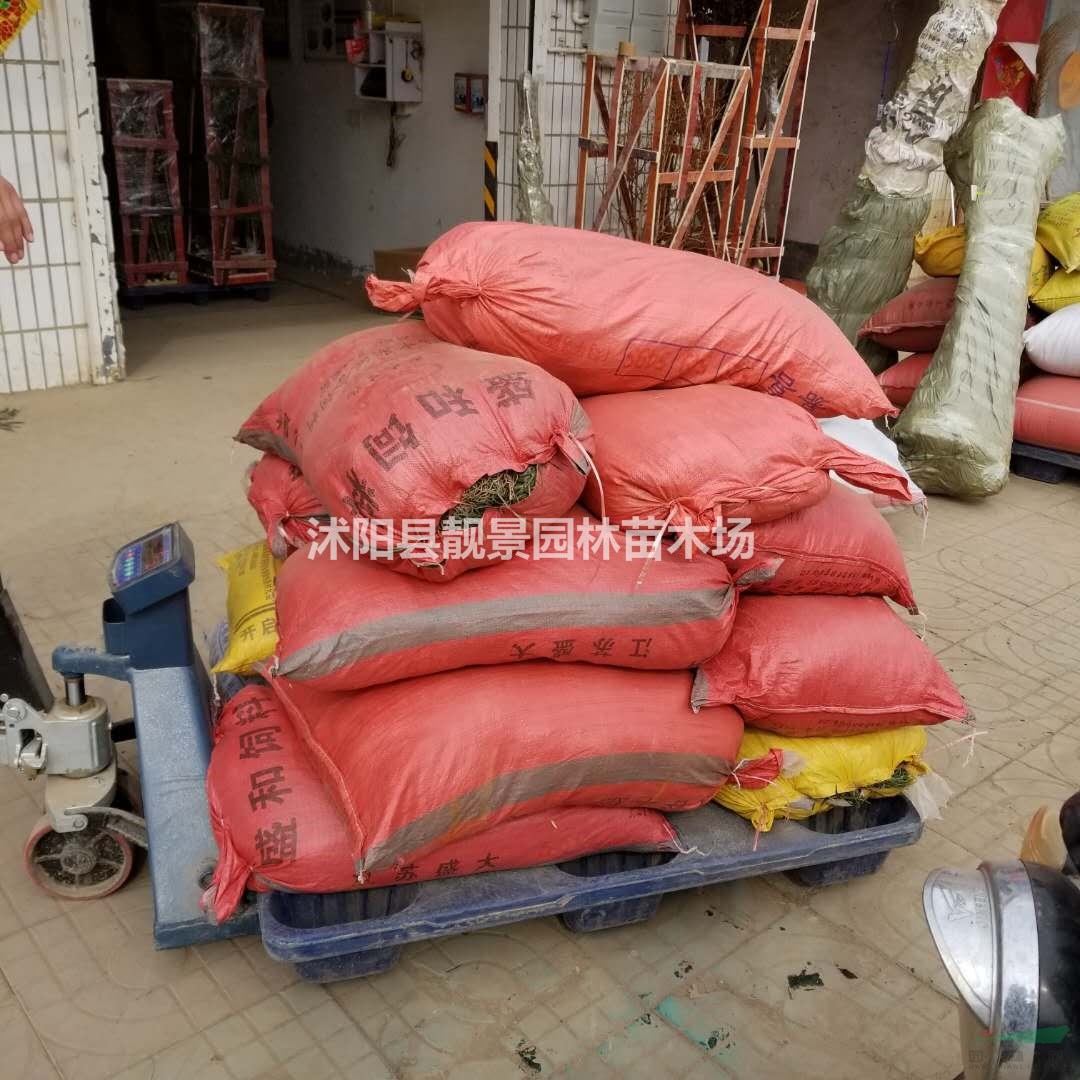 矮化麦冬草哪里有 日本矮叶麦冬草价格 小叶麦冬草快递全国