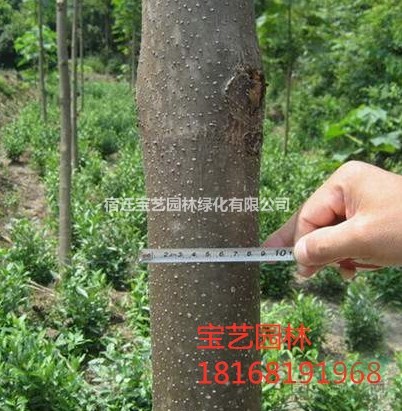 江蘇常年供應(yīng)規(guī)格8公分~18公分泡桐樹(shù)