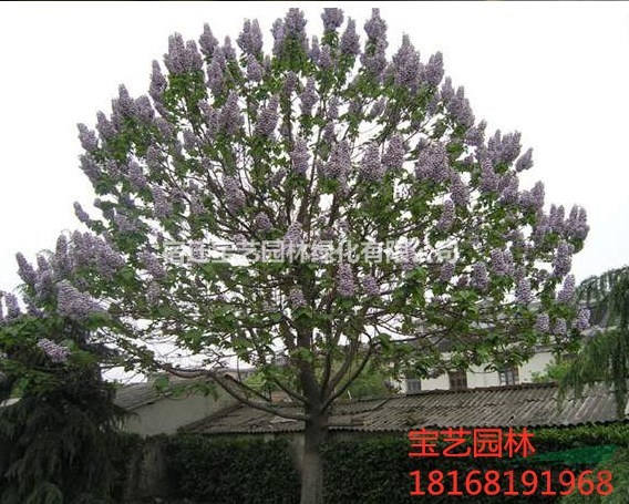 江蘇常年供應(yīng)規(guī)格8公分~18公分泡桐樹(shù)
