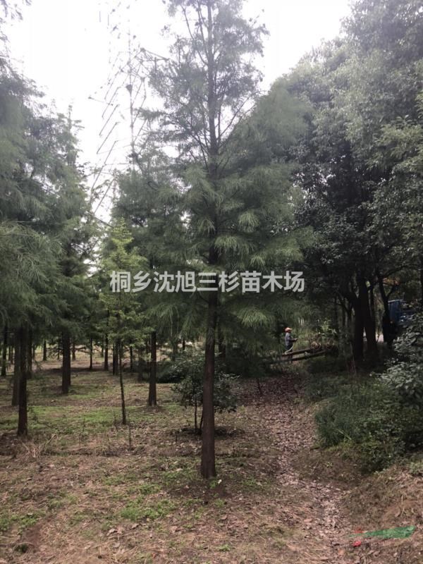 水杉、池杉、落羽杉、墨西哥落羽杉、中山杉大量供应