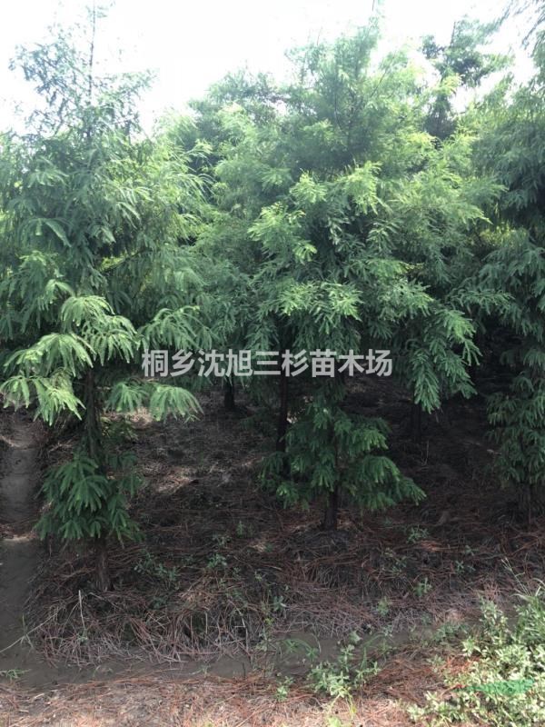 水杉、池杉、落羽杉、墨西哥落羽杉、中山杉大量供应