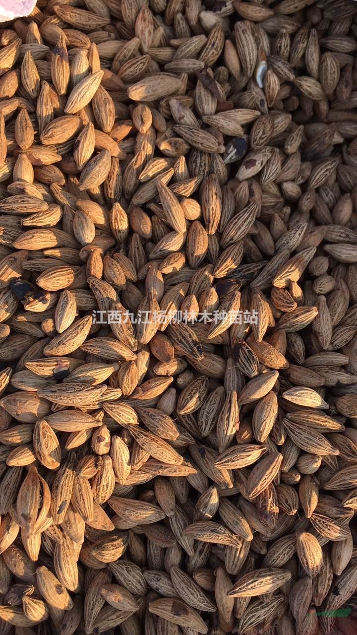 當年新采種子 桂花種子 江西桂花種了價格與播種季節