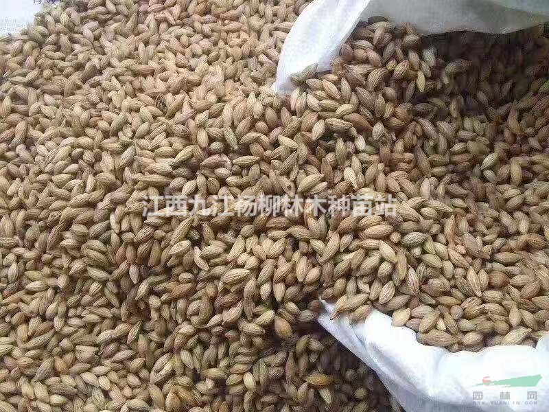 當年新采種子 桂花種子 江西桂花種了價格與播種季節