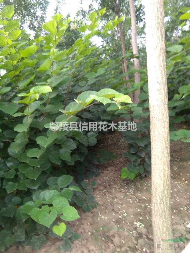 河南叢生紫荊，多頭紫荊報(bào)價(jià)15元高度2米