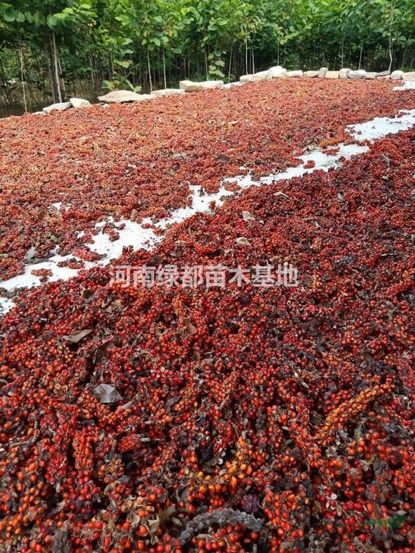 莘夷種子