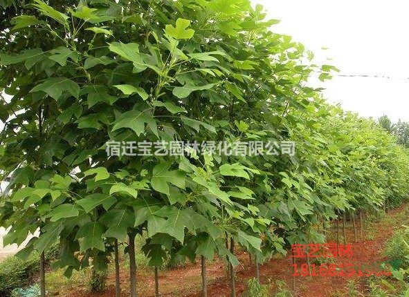 江蘇常年供應(yīng)規(guī)格8公分~18公分馬褂樹(shù)