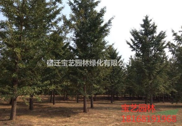 江苏常年供应规格5公分~20公分银杏树 银杏树价格