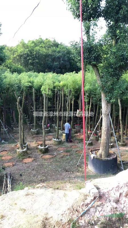福建有20公分的香樟价格走势 今年漳州20公分光杆香樟价格便