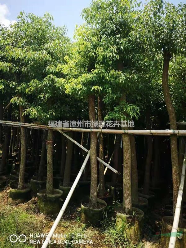 福建有20公分的香樟价格走势 今年漳州20公分光杆香樟价格便