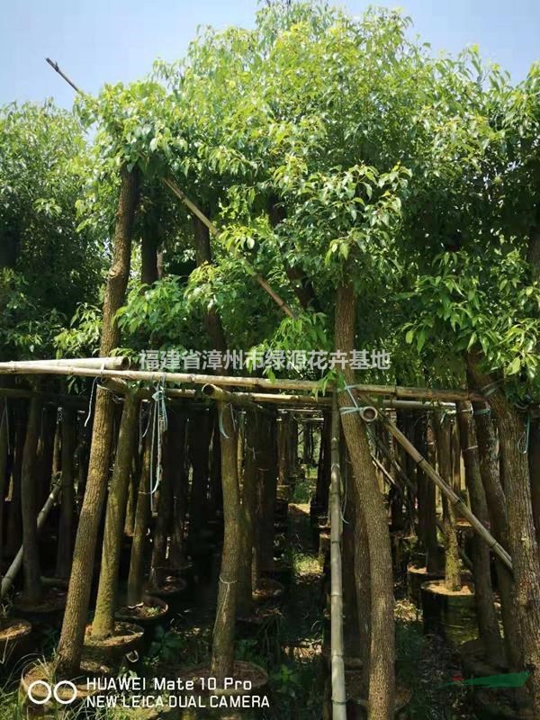 福建有20公分的香樟价格走势 今年漳州20公分光杆香樟价格便