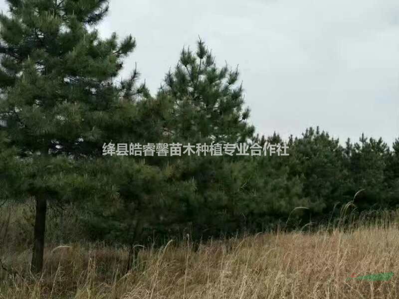 油松基地直供：2米油松―3米油松―4米油松價(jià)格？工程用苗。