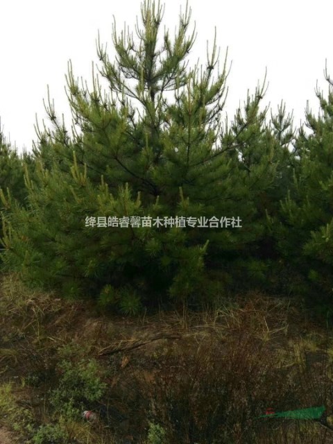 油松基地直供：2米油松―3米油松―4米油松價(jià)格？工程用苗。