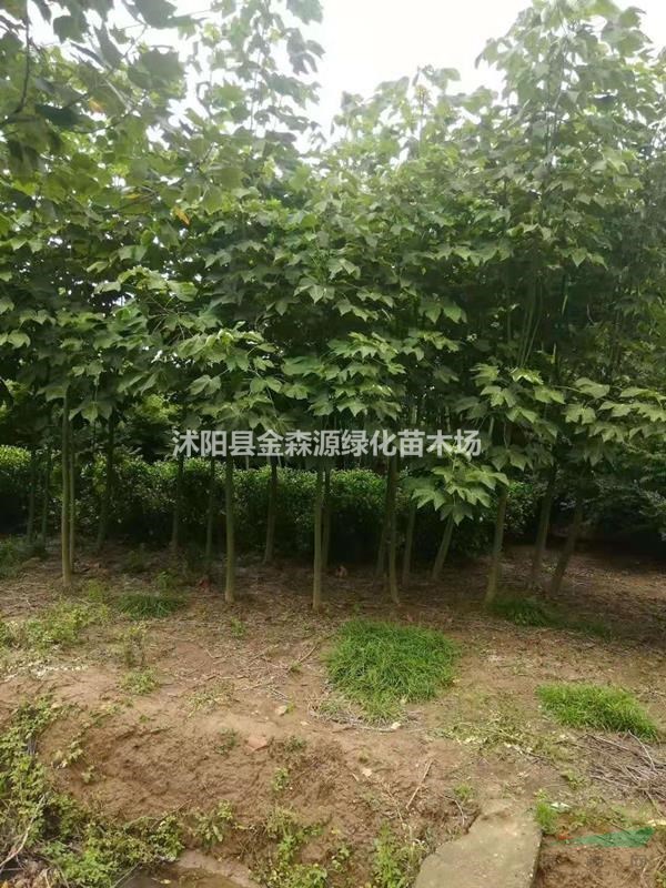 青桐價(jià)格 青桐圖片 青桐產(chǎn)地 青桐多少錢一株