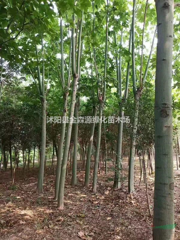 青桐價(jià)格 青桐圖片 青桐產(chǎn)地 青桐多少錢一株