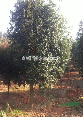 10公分桂花、15公分丹桂價格、|200畝桂花種植基地供應(yīng)信