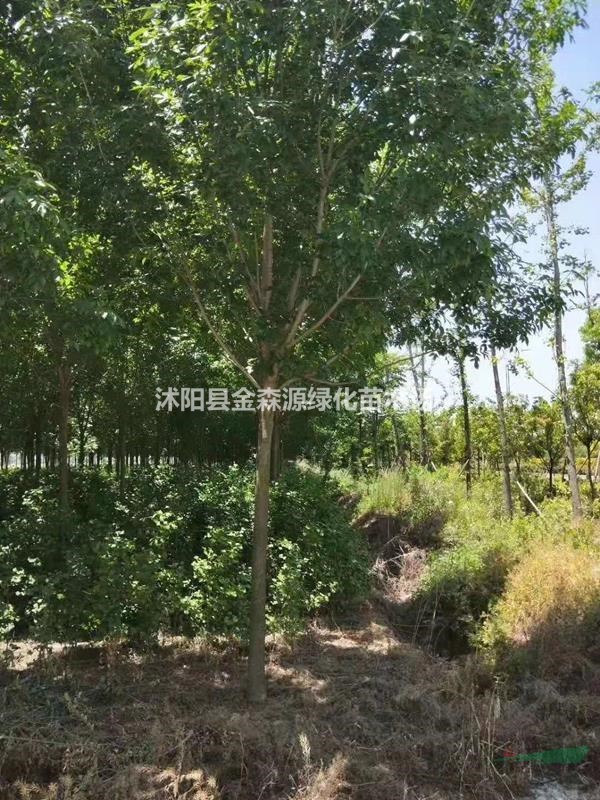 白蠟產(chǎn)地 白蠟 速生白蠟 老白蠟圖片 白蠟價(jià)格