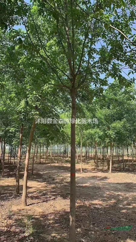 白蠟產(chǎn)地 白蠟 速生白蠟 老白蠟圖片 白蠟價(jià)格