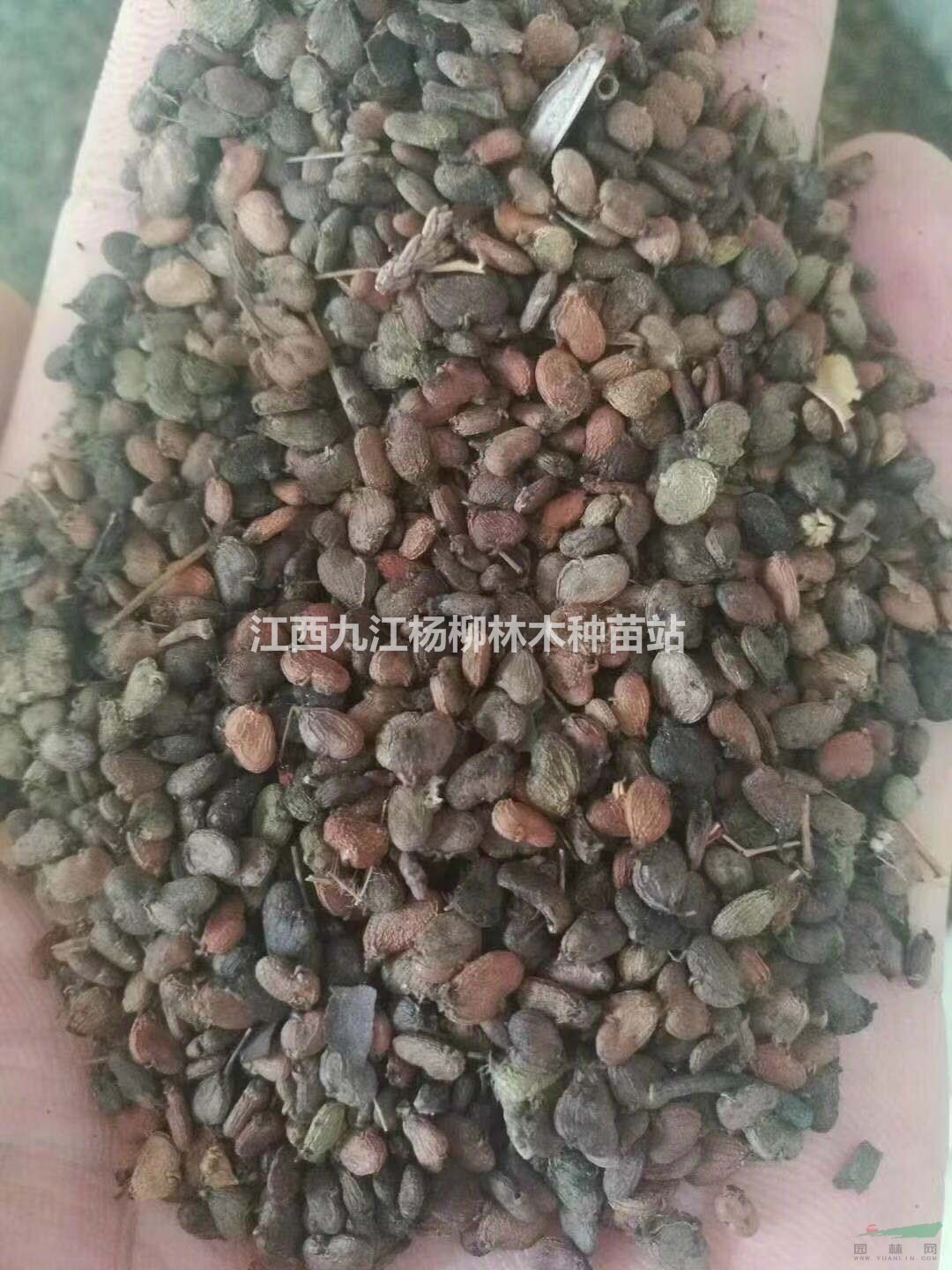 供應(yīng)黃櫨種子 黃櫨新種子價格 產(chǎn)地直供