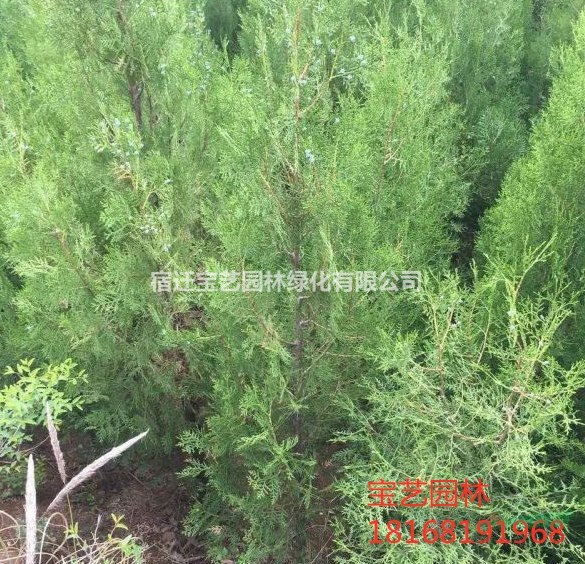 江蘇常年供應規(guī)格50公分~2米扁柏