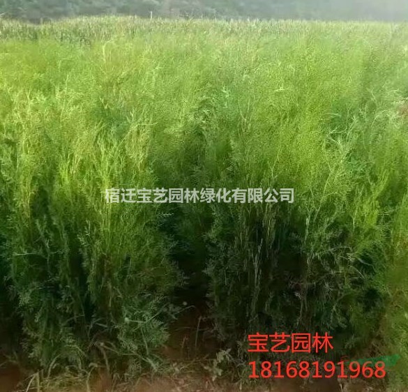 江蘇常年供應規(guī)格50公分~2米扁柏