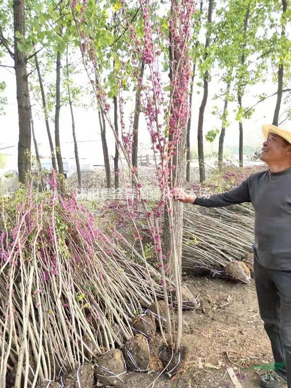 叢生紫荊圖片 叢生紫荊多少錢一株 叢生紫荊產(chǎn)地