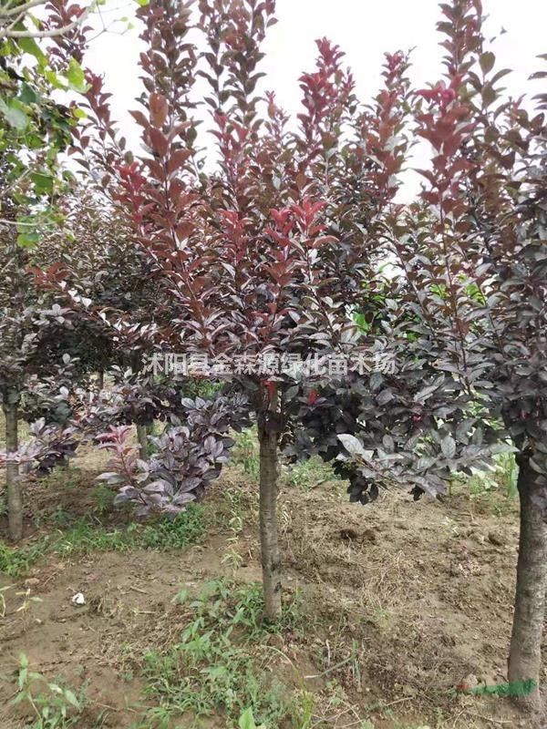 紅葉碧桃產(chǎn)地 紅葉碧桃圖片 紅葉碧桃價(jià)格
