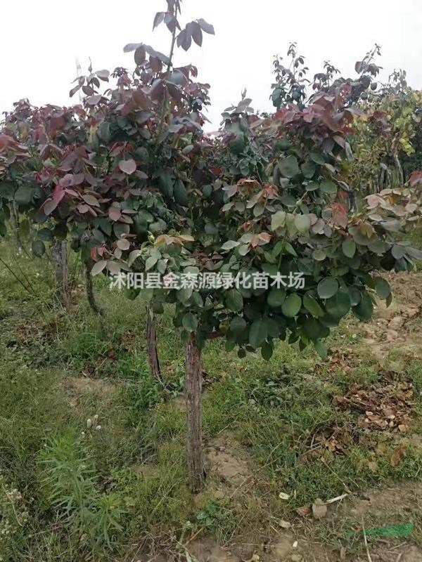 供應(yīng)樹樁月季 獨(dú)桿月季 月季樹圖片 樹樁月季價格