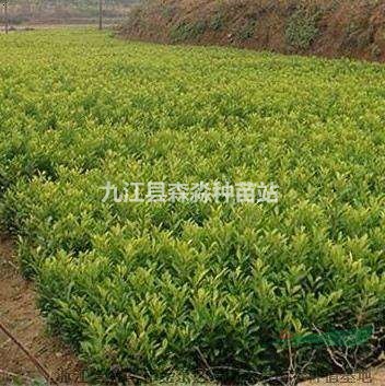 批发供应60公分高香泡小苗/江西香泡小苗价格