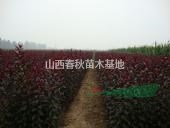 低分枝紅葉李價格·高分枝紅葉李市場報價·紅葉李產(chǎn)地直銷