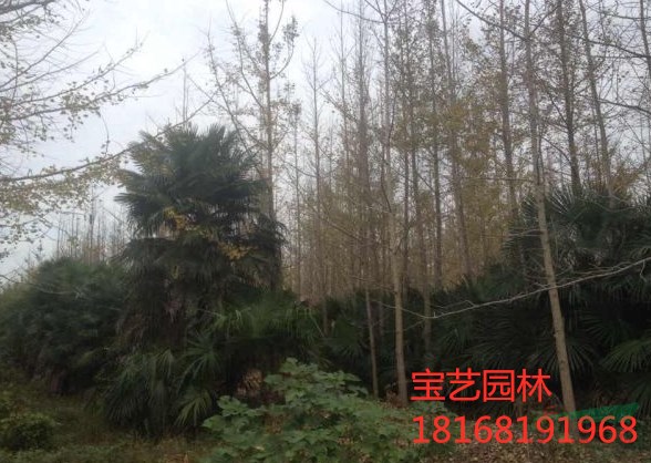 棕櫚圖片/棕櫚報(bào)價(jià)