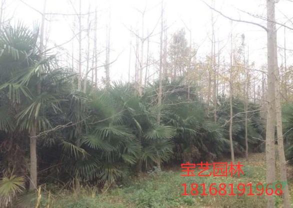棕櫚圖片/棕櫚報(bào)價(jià)