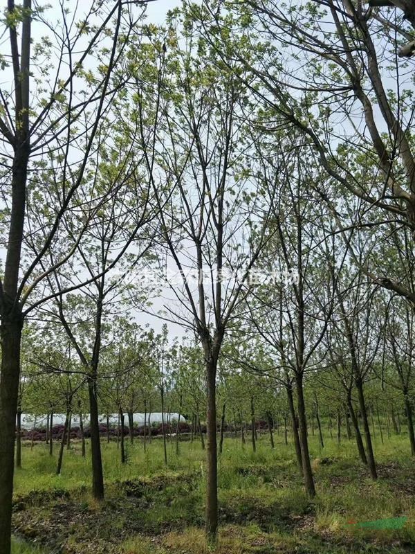 供應(yīng)重陽(yáng)木 重陽(yáng)木圖片 重陽(yáng)木價(jià)格