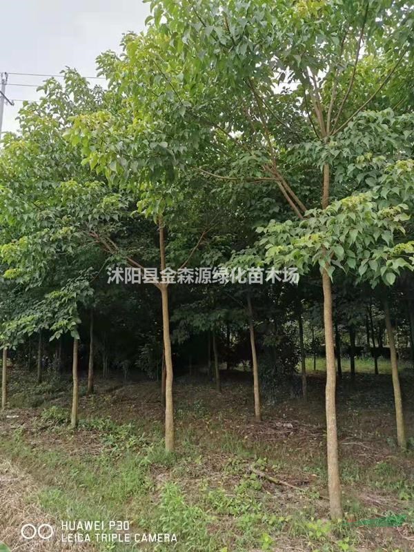 供應(yīng)重陽(yáng)木 重陽(yáng)木圖片 重陽(yáng)木價(jià)格