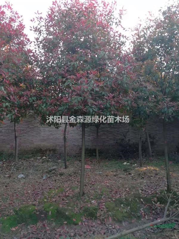 高桿石楠產地 石楠樹圖片 石楠樹價格