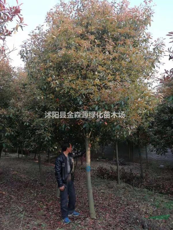高桿石楠產地 石楠樹圖片 石楠樹價格