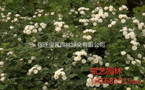 江蘇常年供應(yīng)薔薇 品種齊全