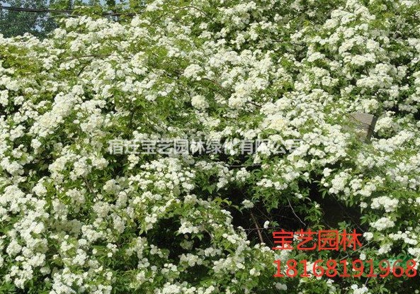 江蘇常年供應(yīng)薔薇 品種齊全