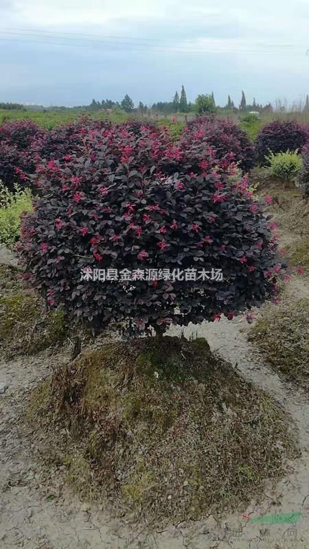 紅花繼木球產(chǎn)地 紅花繼木球圖片 紅花繼木球小苗價格