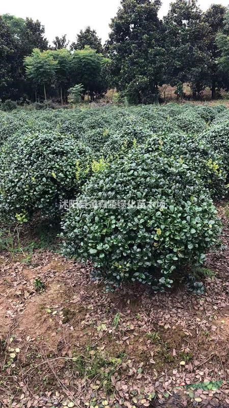 無刺枸骨球價(jià)格 無刺枸骨球產(chǎn)地 無刺枸骨球圖片