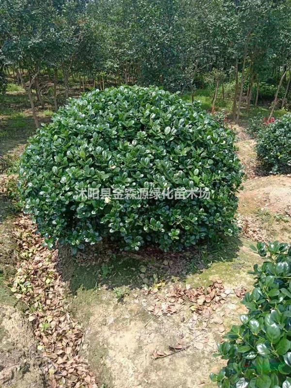無刺枸骨球價(jià)格 無刺枸骨球產(chǎn)地 無刺枸骨球圖片