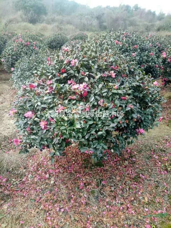 茶梅圖片 茶梅價格 茶梅球產(chǎn)地