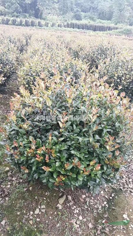 茶梅圖片 茶梅價格 茶梅球產(chǎn)地