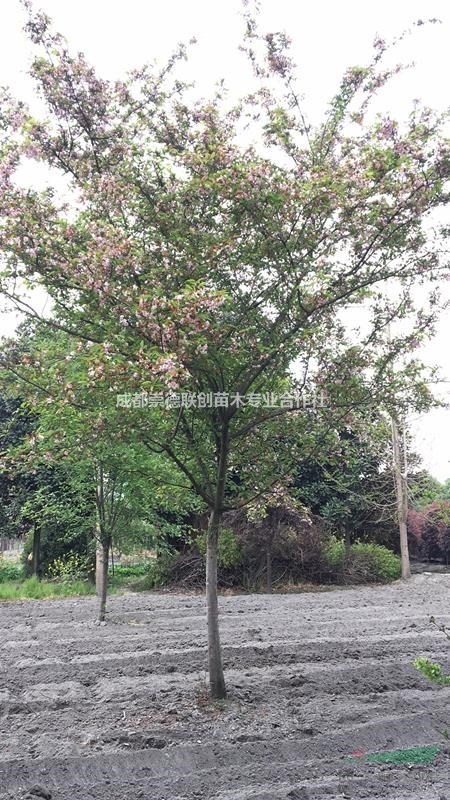 成都溫江高桿垂絲海棠出售5-12公分價格分枝1.5左右