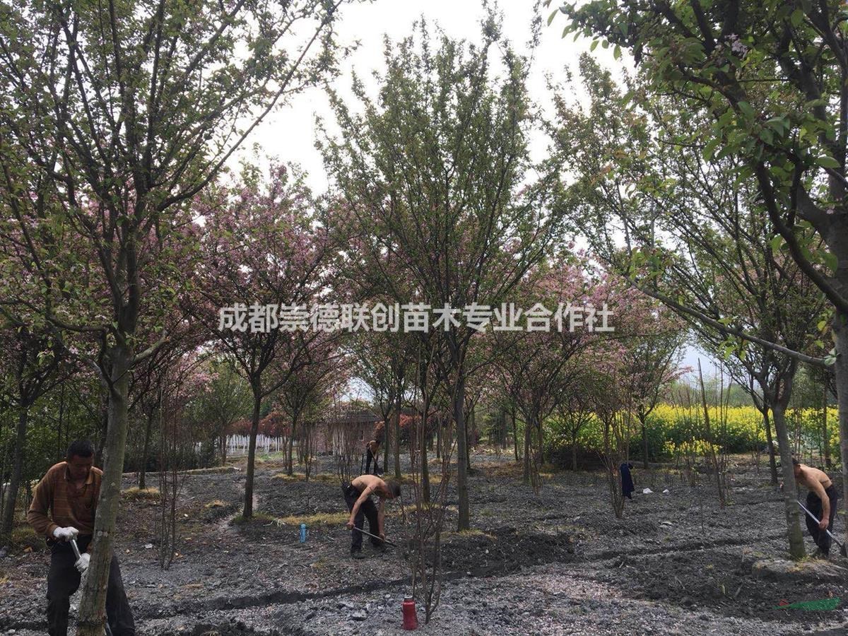 成都溫江高桿垂絲海棠出售5-12公分價格分枝1.5左右