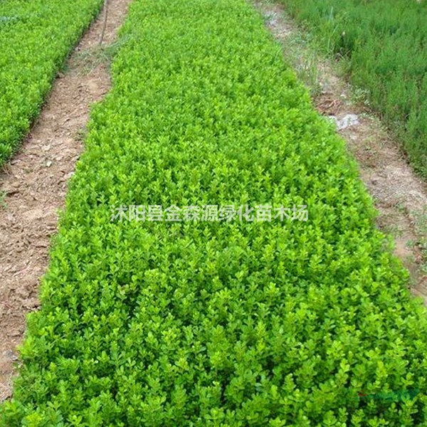 供應(yīng)小葉黃楊小苗 瓜子黃楊苗圖片 小葉黃楊小苗價(jià)格