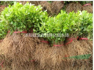 供應(yīng)小葉黃楊小苗 瓜子黃楊苗圖片 小葉黃楊小苗價(jià)格