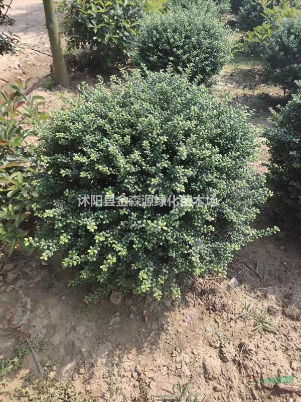 龜甲冬青小苗產(chǎn)地 龜甲冬青小苗圖片 龜甲冬青價(jià)格