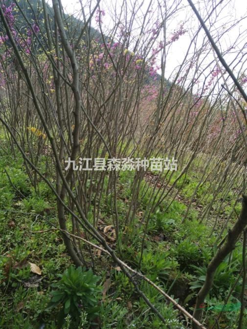 批發(fā)供應60公分高紫荊小苗/紫荊小苗價格