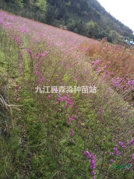 批發(fā)供應60公分高紫荊小苗/紫荊小苗價格